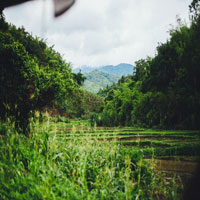 photograph of green plantation